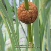 Dwarf Cattail #294; RAB page 44, 19-1-3. AG page 547, 122-1-2; LH