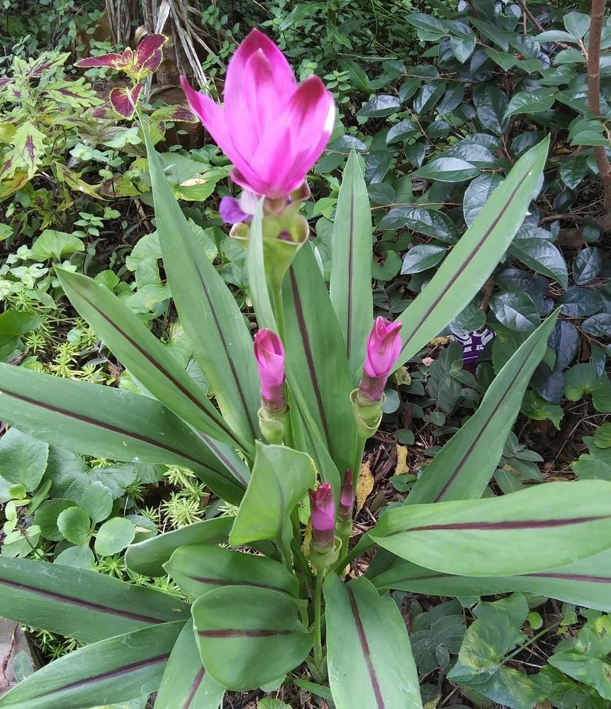 Photo of Siam Tulip (Curcuma alismatifolia) uploaded by purpleinopp