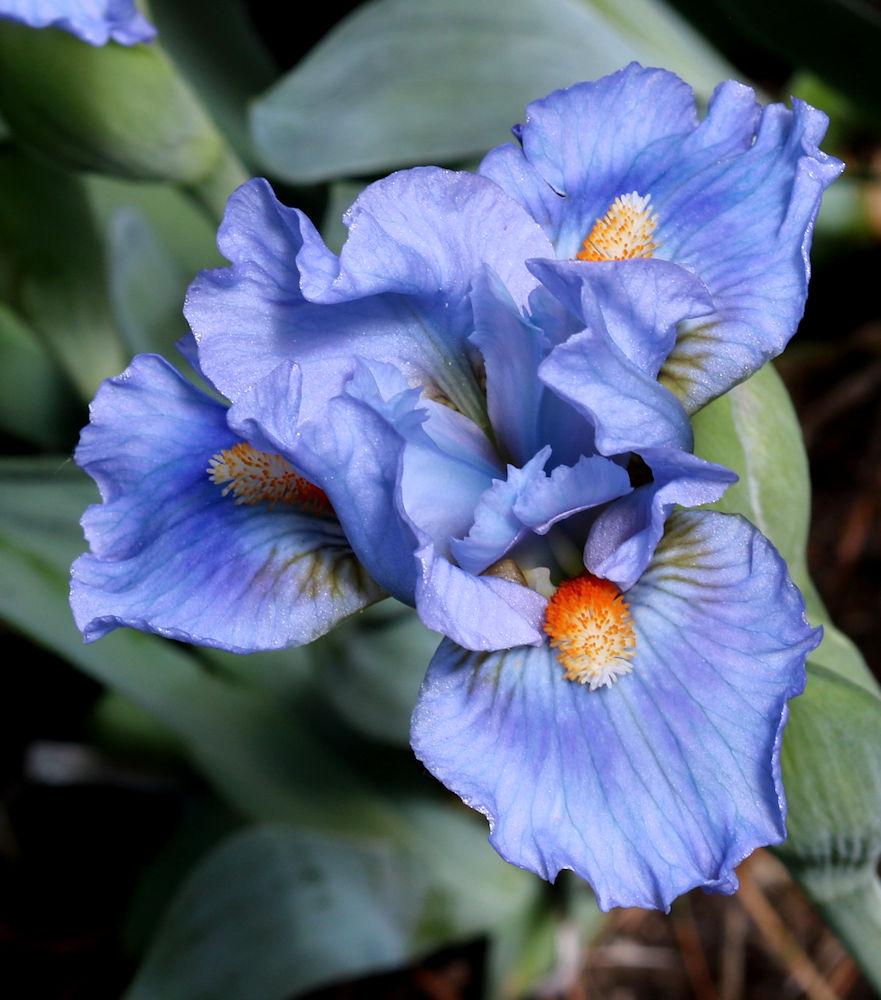 Photo of Standard Dwarf Bearded Iris (Iris 'Crank It Up') uploaded by MShadow