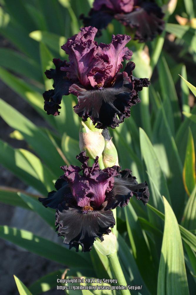 Photo of Tall Bearded Iris (Iris 'Devil by Night') uploaded by Serjio