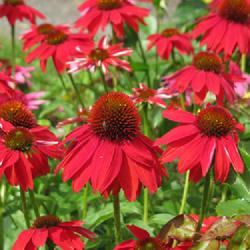 Location: charlottetown, pei, canada
Date: 2022-08-02
Echinacea Sombrero-Salsa Red,a lovely vibrant red coneflower vari