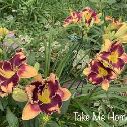 Location: Naperville, IL
Date: June/July 2022
An remarkable plant - bonus from Northern Lights Daylilies - Love