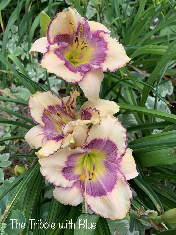 Photo of Daylily (Hemerocallis 'The Tribble with Blue') uploaded by tinahartman64