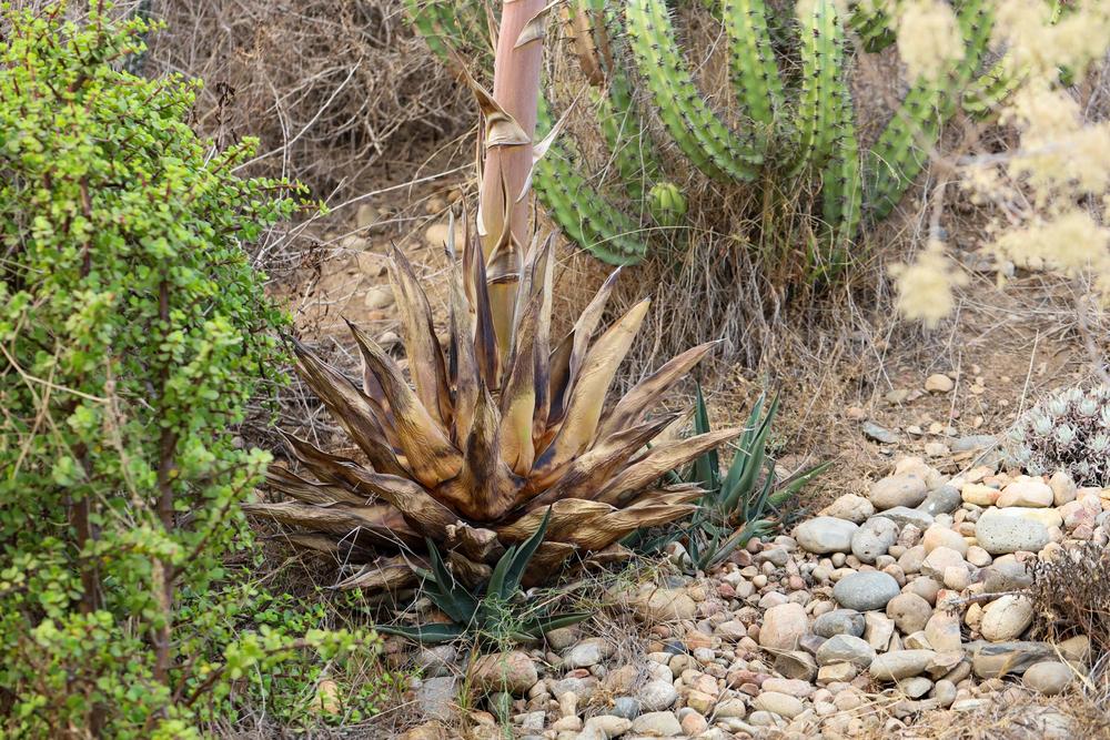 Photo of Agave 'Sharkskin' uploaded by Baja_Costero
