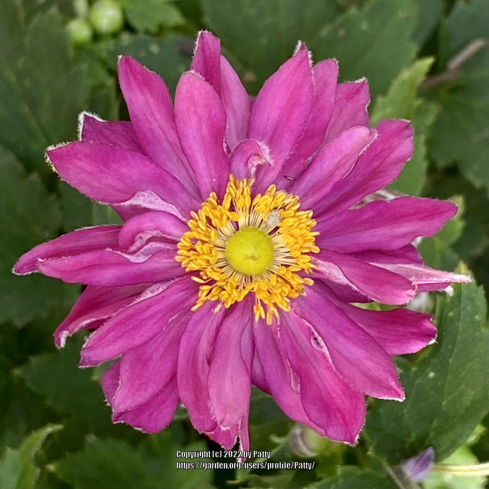Photo of Japanese Anemone (Eriocapitella hupehensis 'Curtain Call Pink') uploaded by Patty