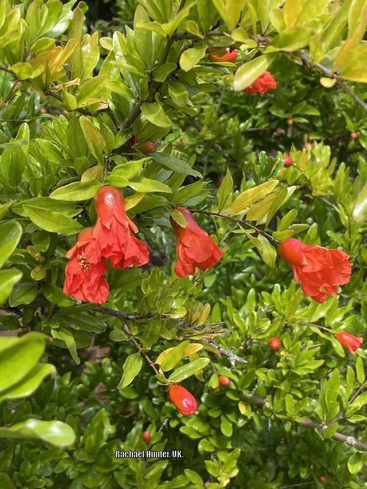 Photo of Dwarf Pomegranate (Punica granatum 'Nana') uploaded by RachaelHunter