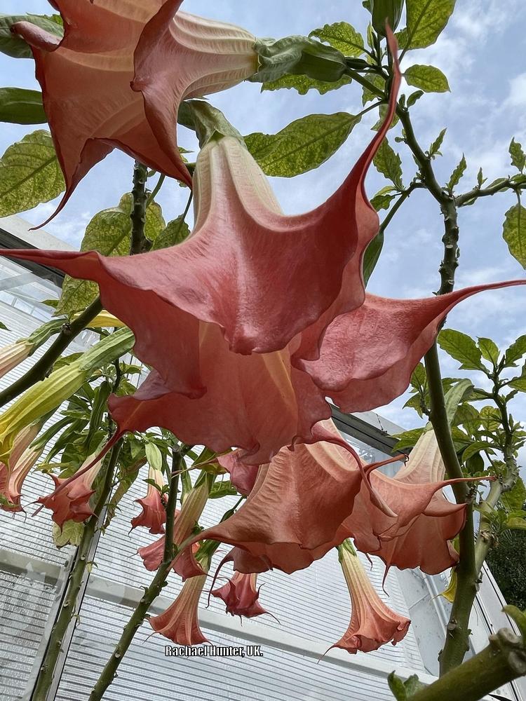Photo of Angel Trumpet (Brugmansia 'Pink Dragon') uploaded by RachaelHunter