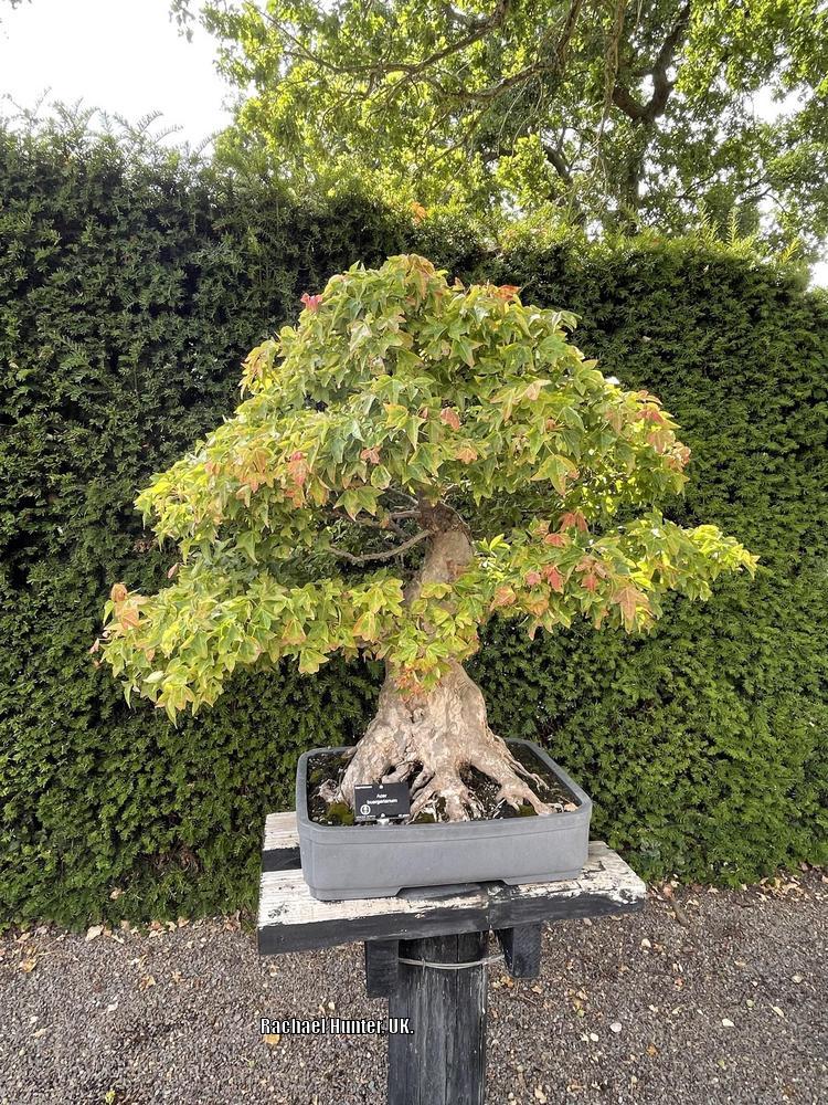 Photo of Trident Maple (Acer buergerianum) uploaded by RachaelHunter