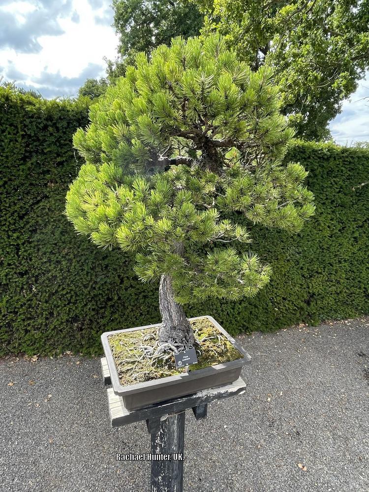Photo of Austrian Pine (Pinus nigra) uploaded by RachaelHunter