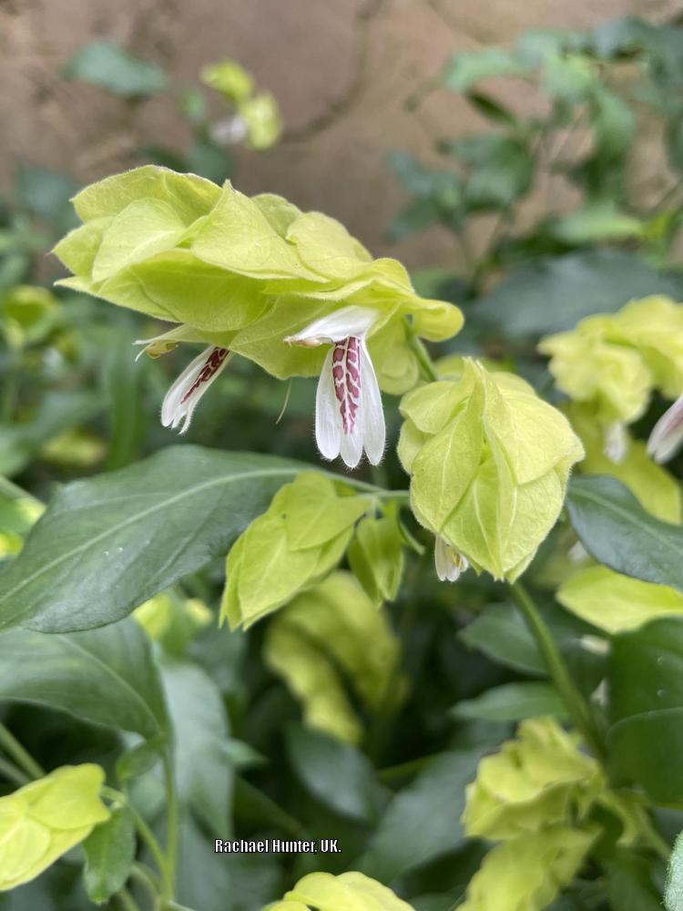 Photo of Shrimp Plant (Justicia brandegeeana 'Yellow Queen') uploaded by RachaelHunter