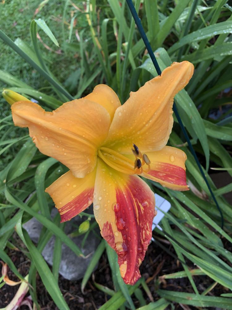 Photo of Daylily (Hemerocallis 'Explosion in the Paint Factory') uploaded by geeter8