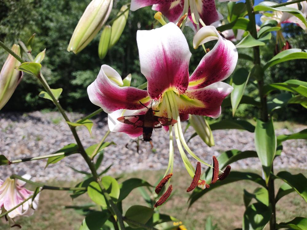Photo of Lilies (Lilium) uploaded by joannakat