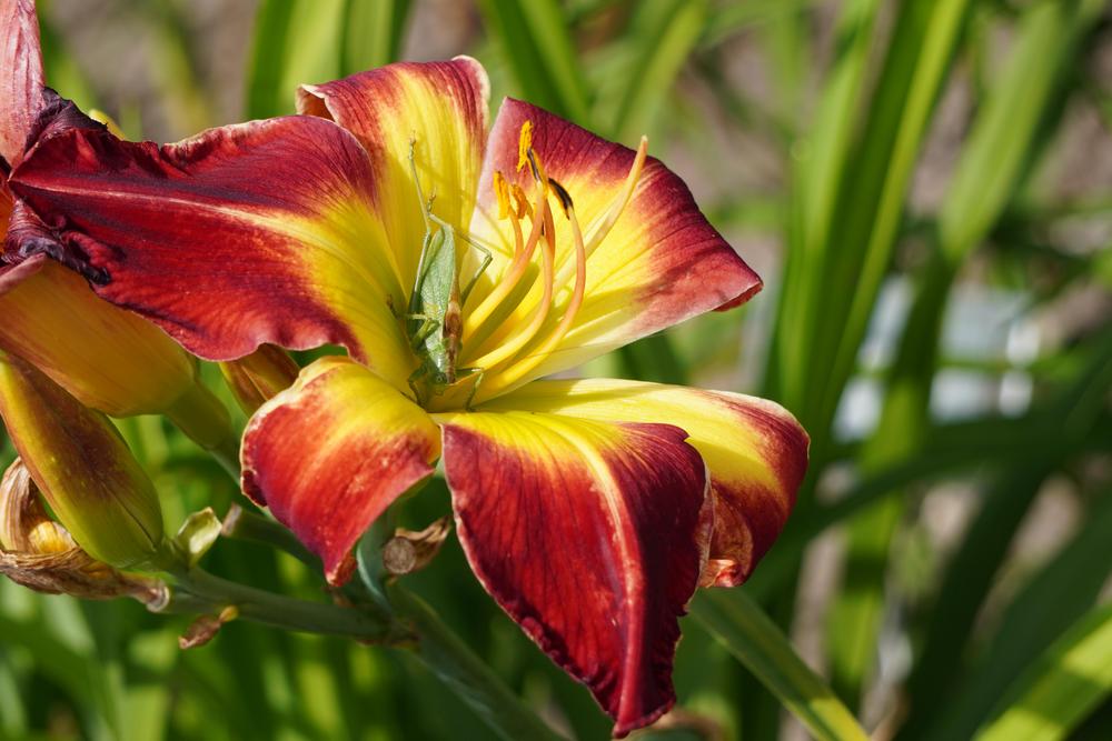 Photo of Daylily (Hemerocallis 'With or Without You') uploaded by D3LL