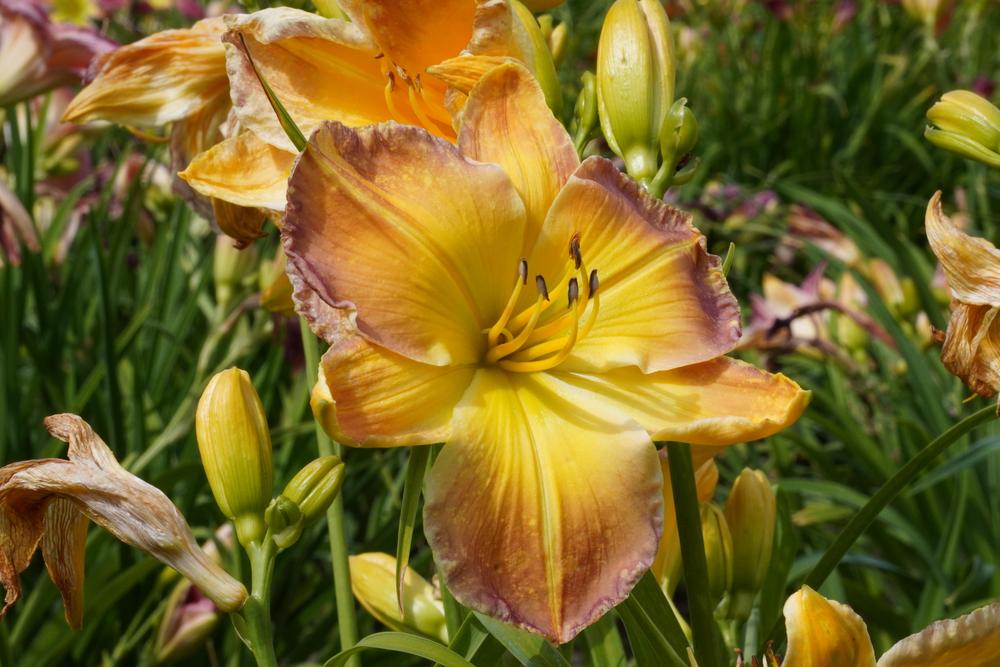Photo of Daylily (Hemerocallis 'Substantial Evidence') uploaded by D3LL