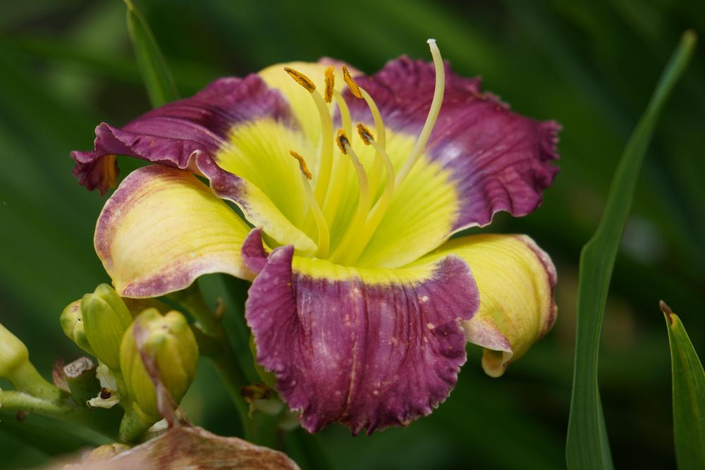 Photo of Daylily (Hemerocallis 'Arno's Bow Tie') uploaded by D3LL