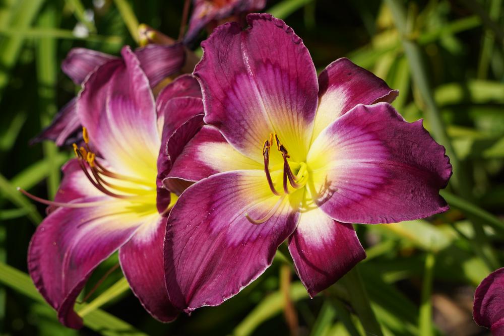 Photo of Daylily (Hemerocallis 'Jackie Canner') uploaded by D3LL