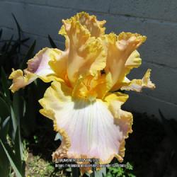 Location: Las Cruces, NM
Date: 2022-04-29
TB Iris Easter Lace