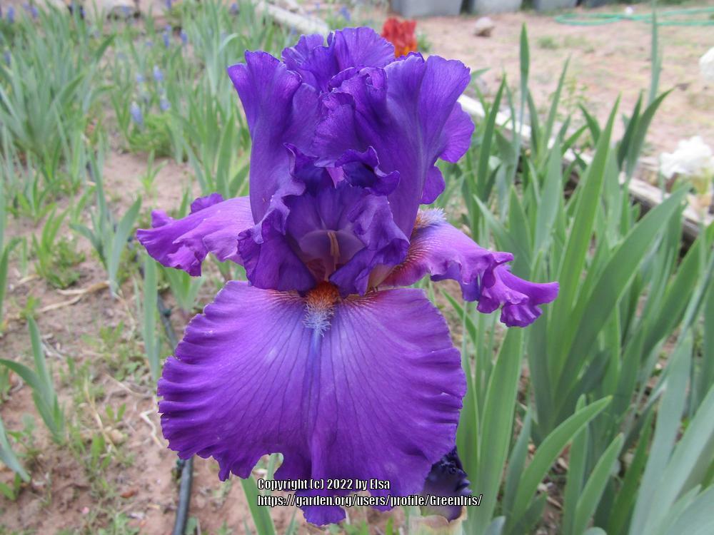 Photo of Tall Bearded Iris (Iris 'Engaging') uploaded by GreenIris