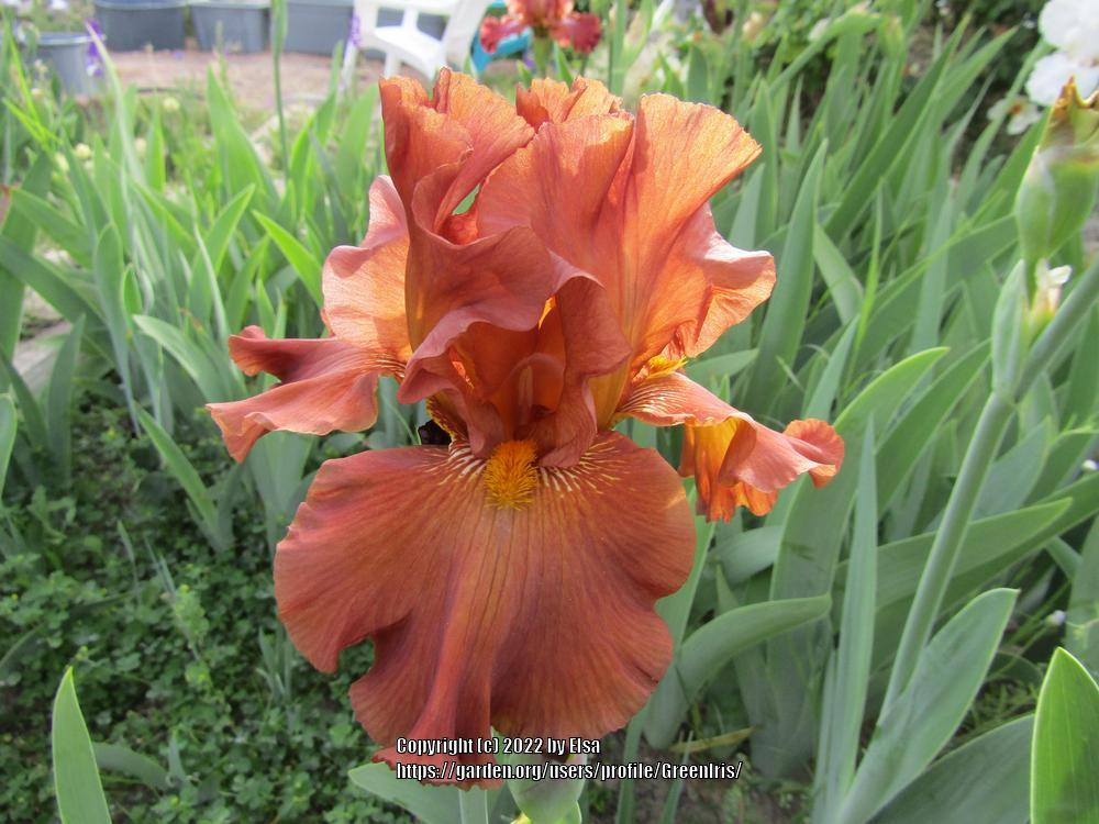 Photo of Tall Bearded Iris (Iris 'Brown Suede Jacket') uploaded by GreenIris