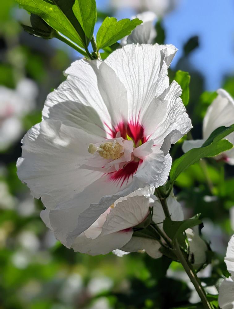 Photo of Rose of Sharon (Hibiscus syriacus Chateau™ de Chantilly) uploaded by TiaLee
