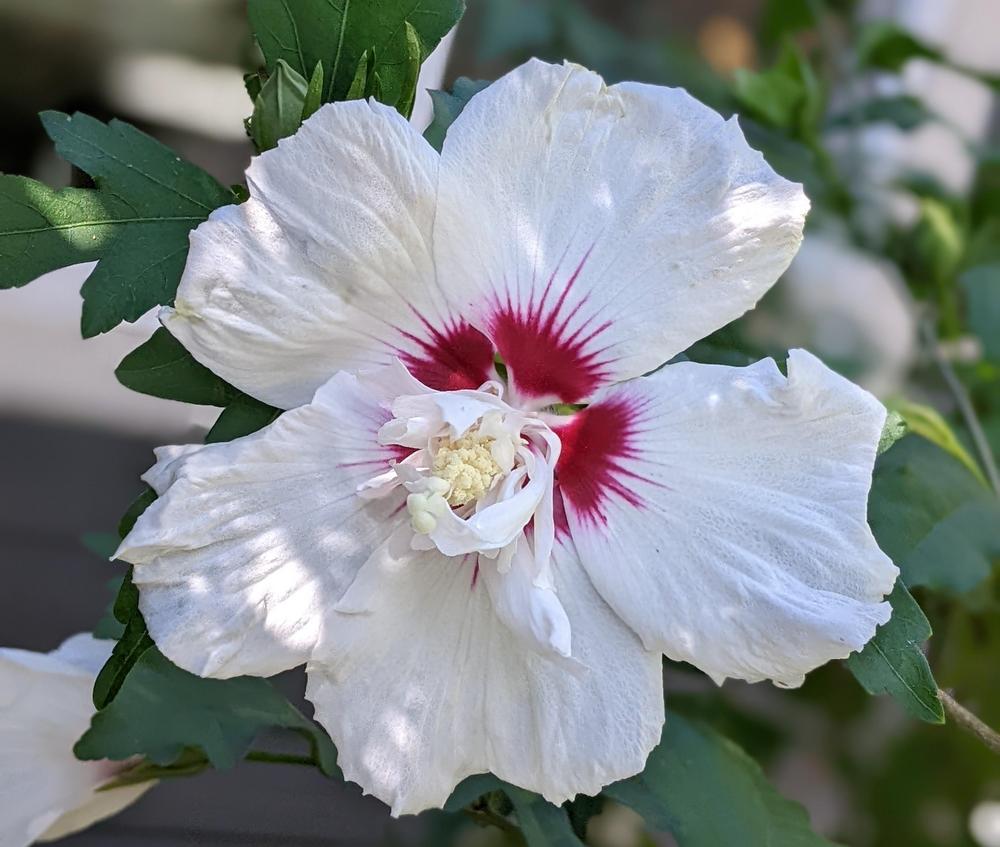 Photo of Rose of Sharon (Hibiscus syriacus Chateau™ de Chantilly) uploaded by TiaLee