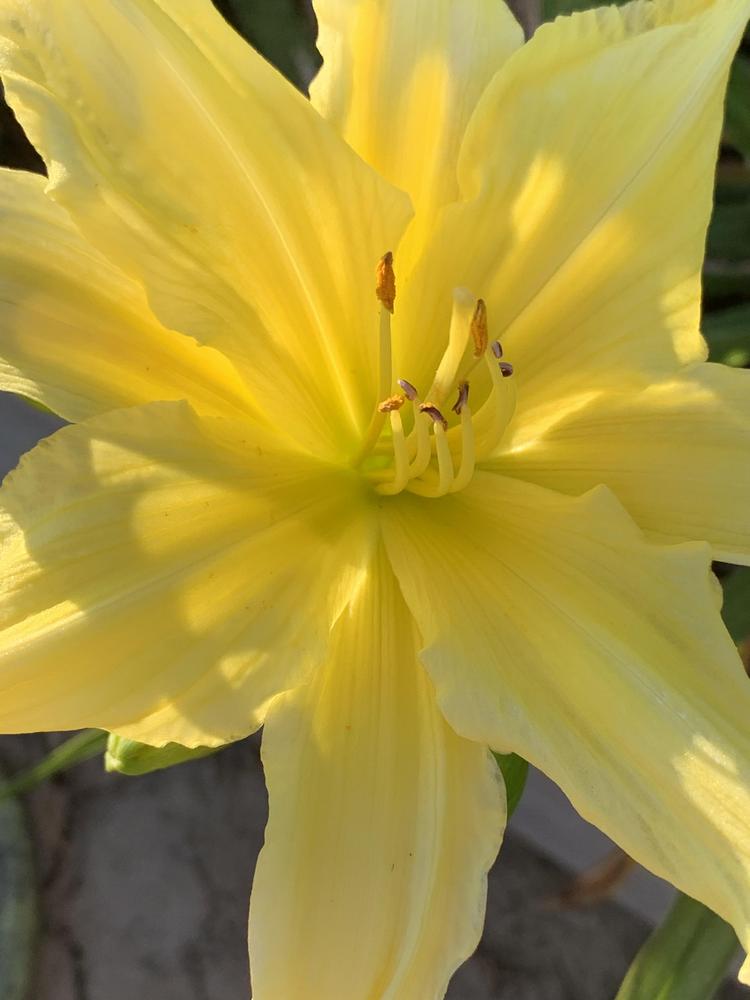 Photo of Daylily (Hemerocallis 'Fours are Wild') uploaded by luvmyseeds