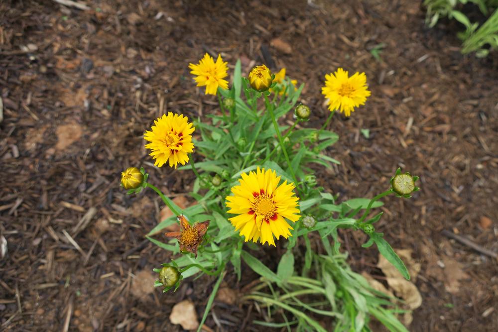 Photo of Tickseeds (Coreopsis) uploaded by 2Dogsmother