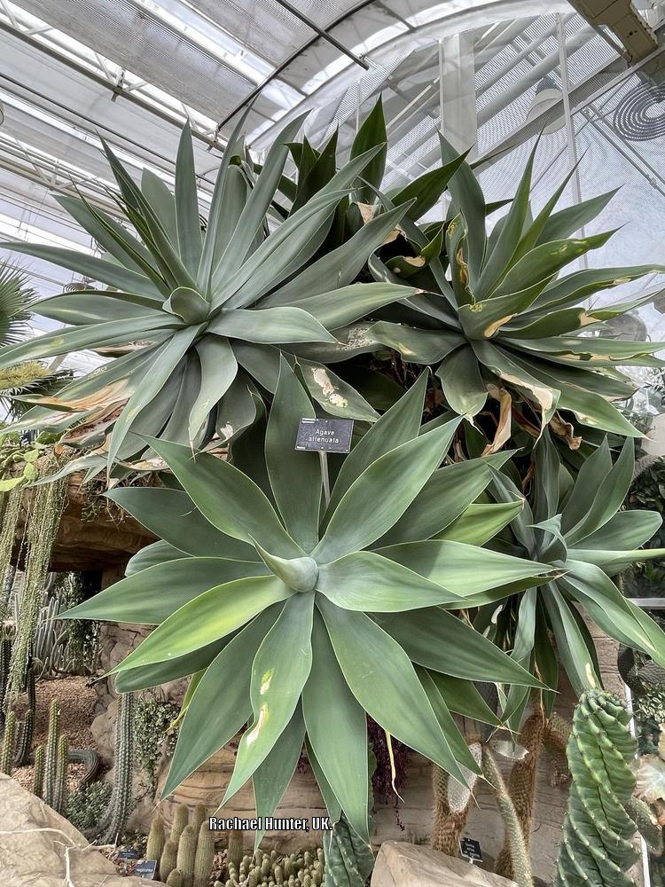 Photo of Foxtail Agave (Agave attenuata) uploaded by RachaelHunter