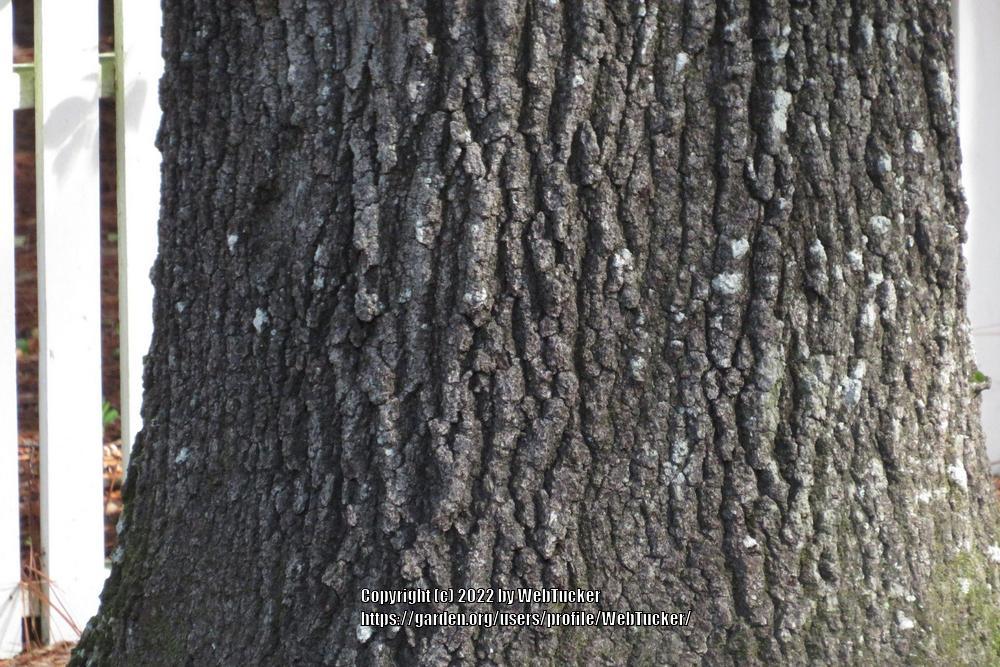 Photo of Southern Red Oak (Quercus falcata) uploaded by WebTucker
