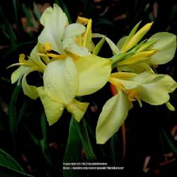 Location: Southern Pines, NC (Boyd House garden)
Date: August 7, 2022
Canna lily #53 nn; RAB p 316, 42-1-1. LHB page 290, 40-1-1, " Lat