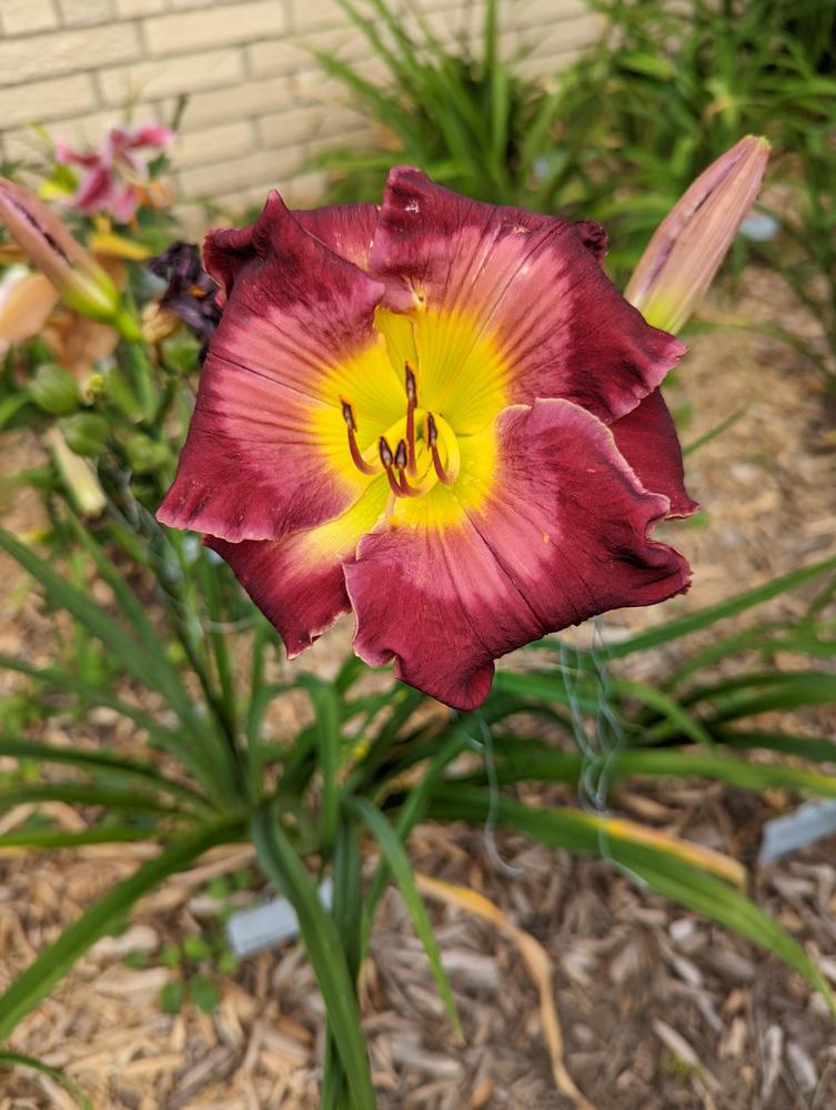 Photo of Daylily (Hemerocallis 'Not Guilty') uploaded by cataddict