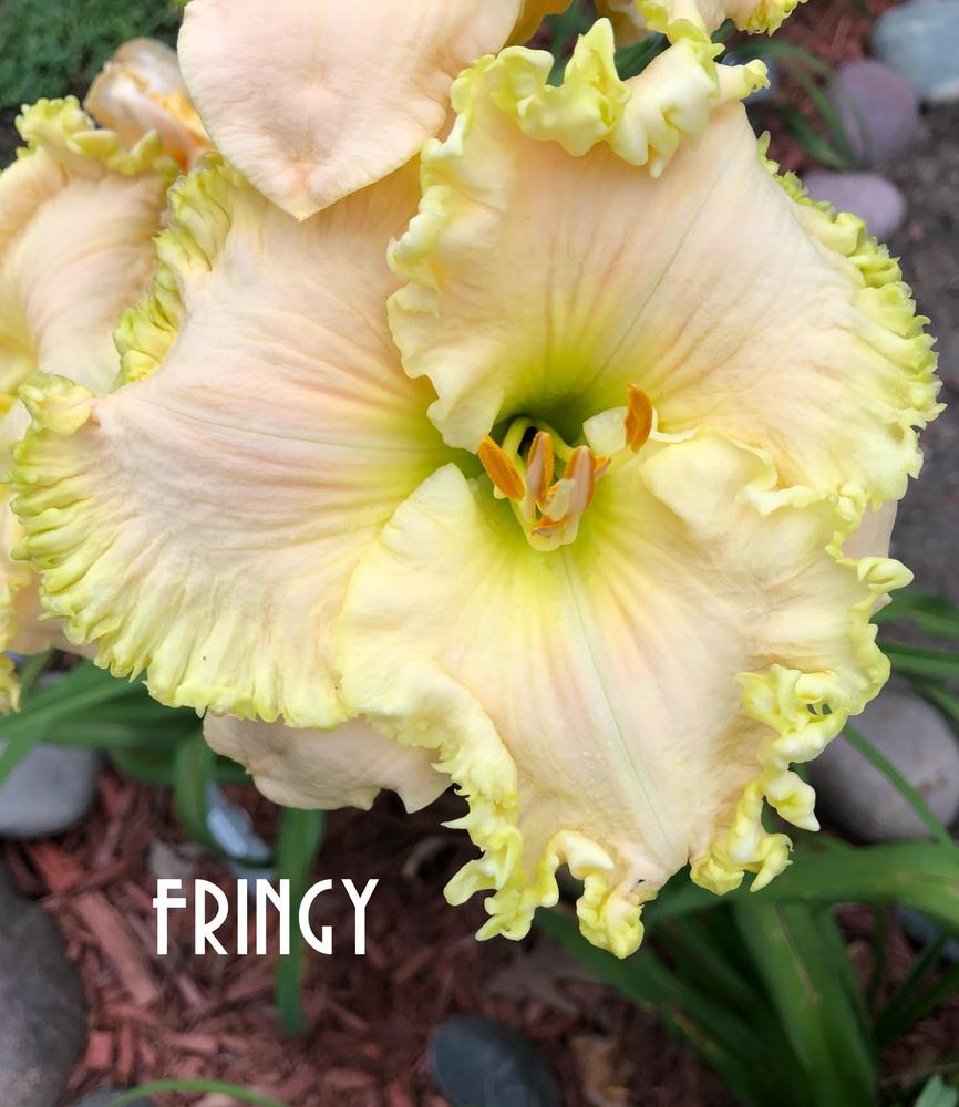 Photo of Daylily (Hemerocallis 'Fringy') uploaded by gsdmoonshadow