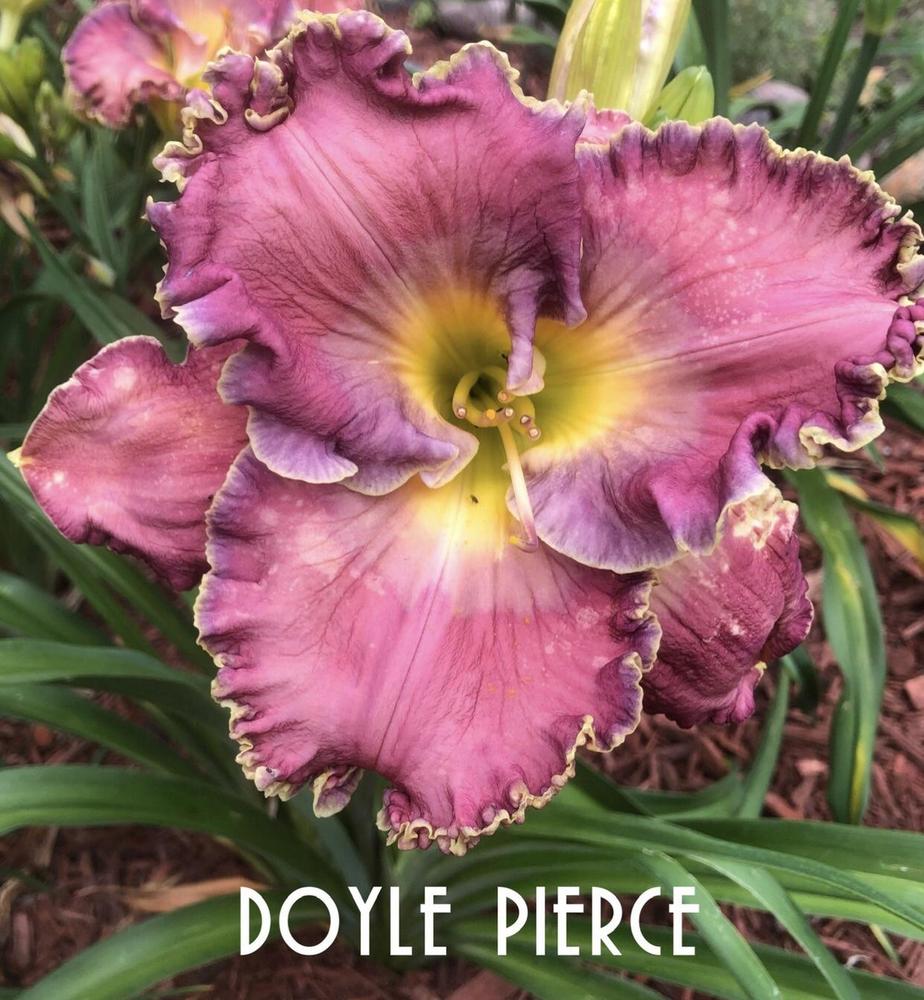 Photo of Daylily (Hemerocallis 'Doyle Pierce') uploaded by gsdmoonshadow