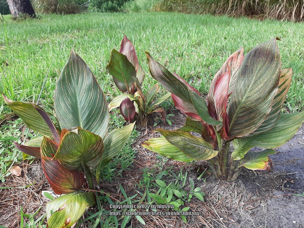 Photo of Canna Tropicanna® uploaded by hlutzow