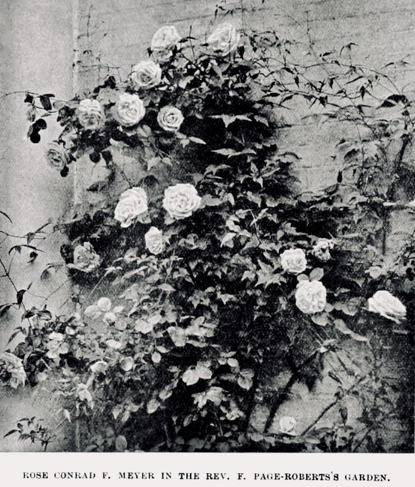 Photo of Rose (Rosa 'Conrad Ferdinand Meyer') uploaded by scvirginia