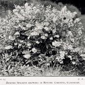photo [as Z. speciosa] from 'Irish Gardening', 1909