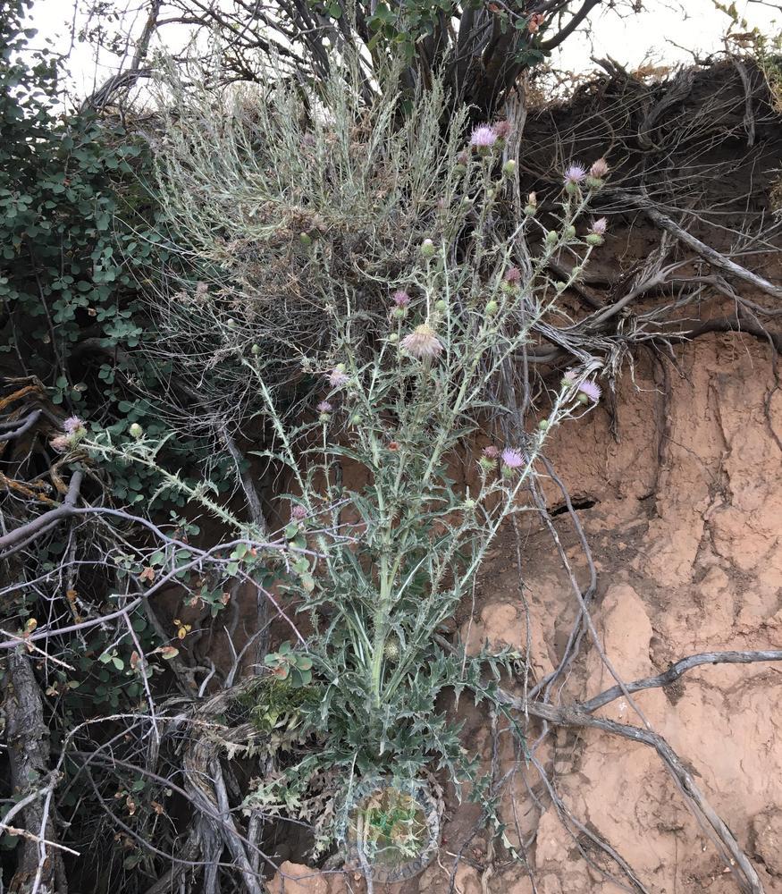 Photo of Wavyleaf Thistle (Cirsium undulatum) uploaded by BlueOddish