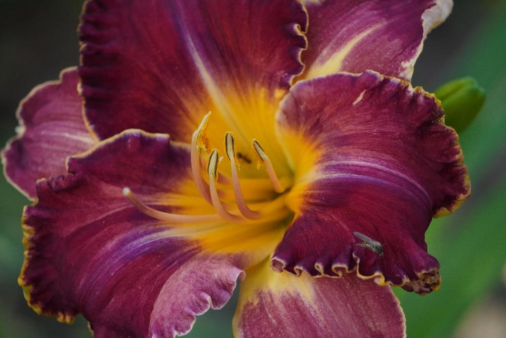 Photo of Daylily (Hemerocallis 'Spacecoast Mulberry Motif') uploaded by D3LL