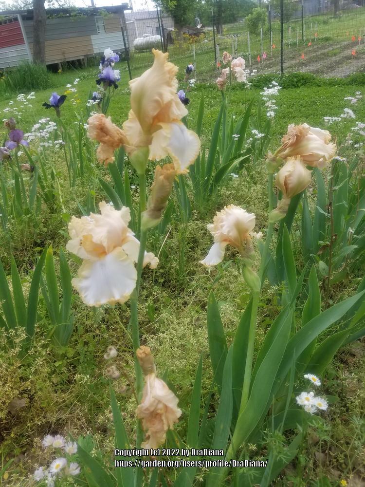Photo of Tall Bearded Iris (Iris 'Classy Claire') uploaded by DraDiana