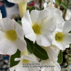 Location: My garden in Tampa, Florida
Date: 2022-08-08
My white desert rose’s blooms.