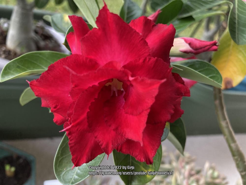 Photo of Desert Rose (Adenium obesum 'Red Eagle') uploaded by GigiPlumeria