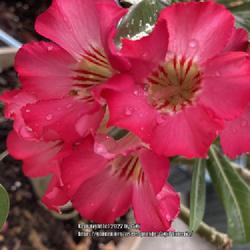 Location: My garden in Tampa, Florida
Date: 2022-08-08
Another rescue desert rose’s blooms.