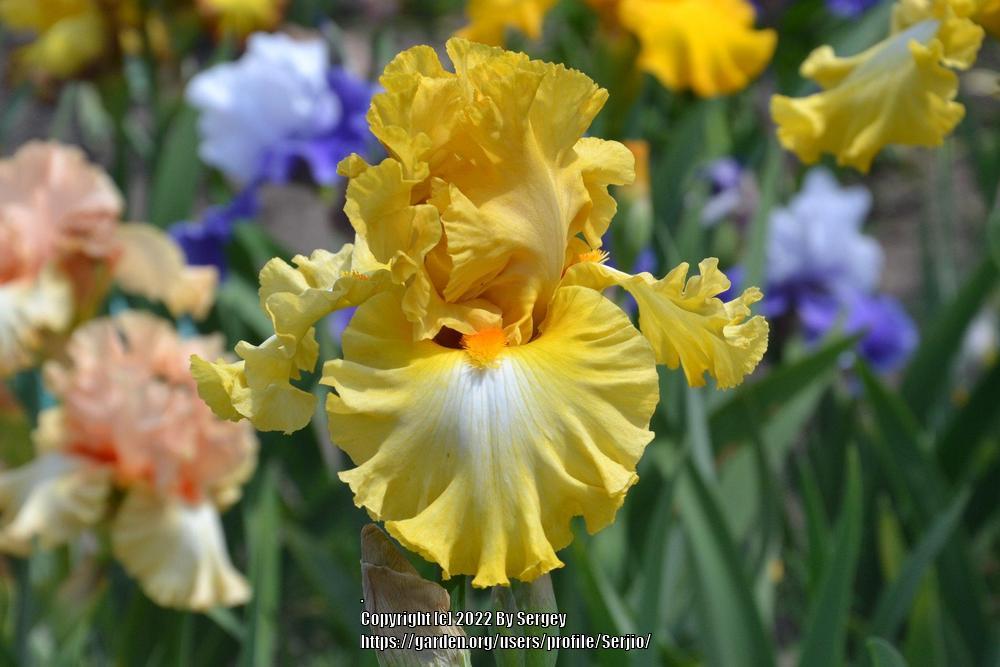 Photo of Tall Bearded Iris (Iris 'Usaty Lisovin') uploaded by Serjio