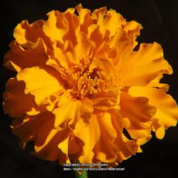 Location: Aberdeen, NC (my garden 2022)
Date: August 1, 2022
Marigold #82 nn and #13 fg; LHB page 1013, 194-58-?, "From 'Tages