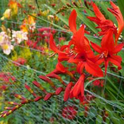 Location: Eagle Bay, New York
Date: 2022-08-07
Crocosmia 'Lucifer' sneaking through the fence