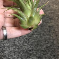 Location: Columbus, Ohio USA, Zone 6b
Date: 2022-08-08
Roots on air plants are only used to anchor the plant to a tree o
