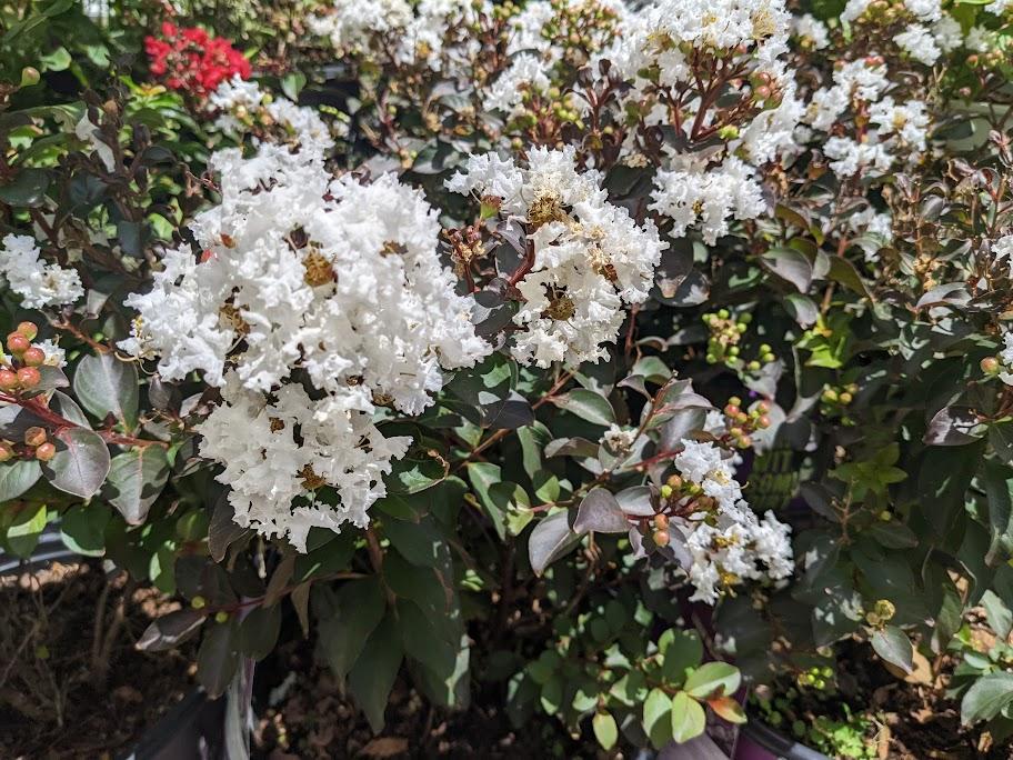 Photo of Crepe Myrtle (Lagerstroemia Lunar Magic®) uploaded by dave