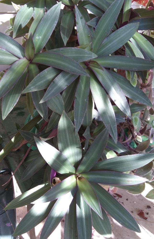 Photo of Oyster Plant (Tradescantia spathacea) uploaded by purpleinopp
