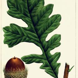 
Date: c. 1865
illustration by P. J. Redouté from Michaux's 'North American Syl