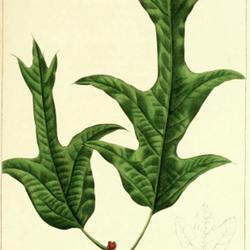 
Date: c. 1865
illustration by Bessa from Michaux's 'North American Sylva', vol.